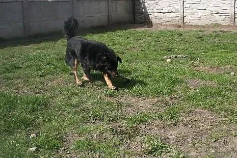 ADOPCJA CZARUSIA,  małopolskie Kraków