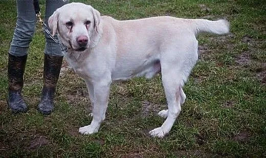 Drako-biszkoptowy labrador szuka domu, małopolski