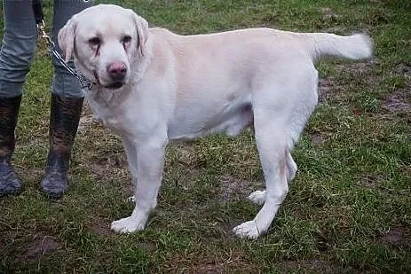 Drako-biszkoptowy labrador szuka domu,  małopolski