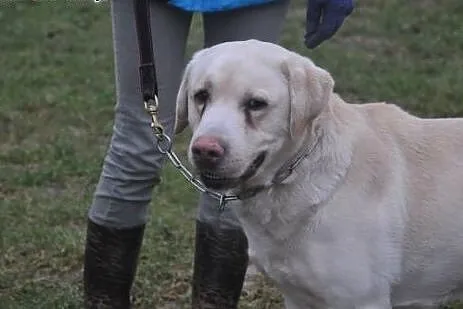 Drako-biszkoptowy labrador szuka domu,  małopolski