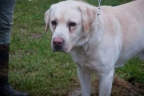 Drako-biszkoptowy labrador szuka domu,  małopolski