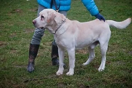 Drako-biszkoptowy labrador szuka domu,  małopolski