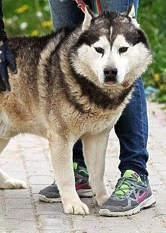 Hektor - łagodny, spokojny alaskan malamute szuka