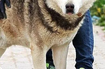 Hektor - łagodny, spokojny alaskan malamute szuka 