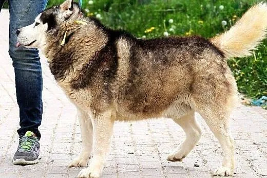 Hektor - łagodny, spokojny alaskan malamute szuka 