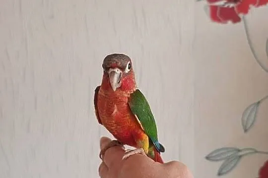 Rudosterki ręcznie karmione