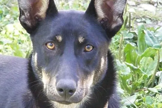 FIGA - do adopcji.
