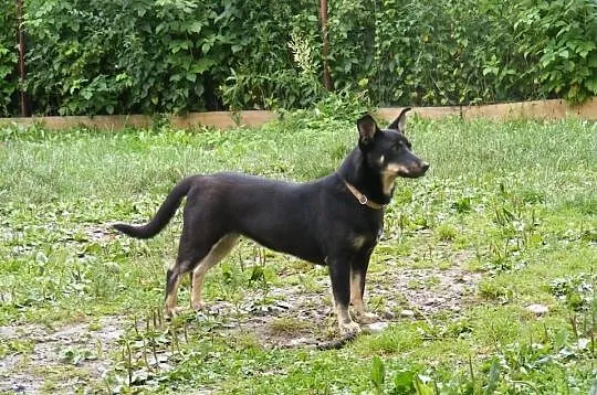 FIGA - do adopcji.