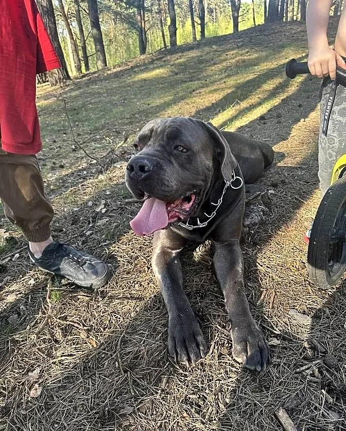 Cane corso piesek nie całe 2 latka, Łódzkie, Łódź
