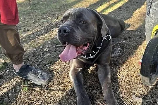 Cane corso piesek nie całe 2 latka, Łódzkie, Łódź