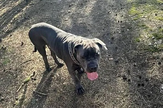 Cane corso piesek nie całe 2 latka, Łódzkie, Łódź