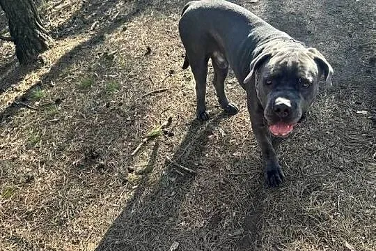 Cane corso piesek nie całe 2 latka, Łódzkie, Łódź