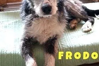Frodo potrzebuje cierpliwego i kochającego domku n
