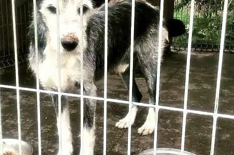 Frodo potrzebuje cierpliwego i kochającego domku n
