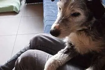 Frodo potrzebuje cierpliwego i kochającego domku n