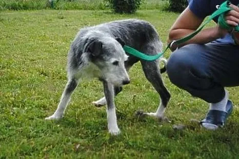 Frodo potrzebuje cierpliwego i kochającego domku n