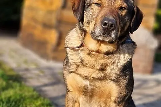 Radzio - pies z milionem zalet szuka swojej rodzin