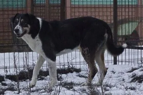 Delikatna sunia w typie dużego szwajcarskiego psa , Tuszyn
