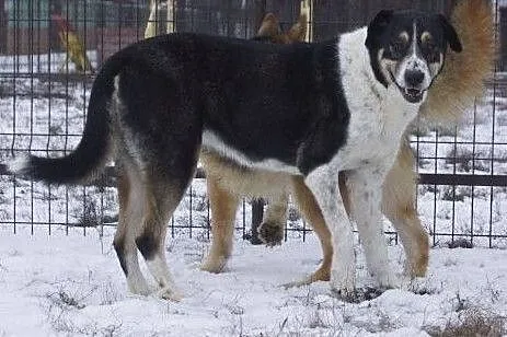 Delikatna sunia w typie dużego szwajcarskiego psa , Tuszyn