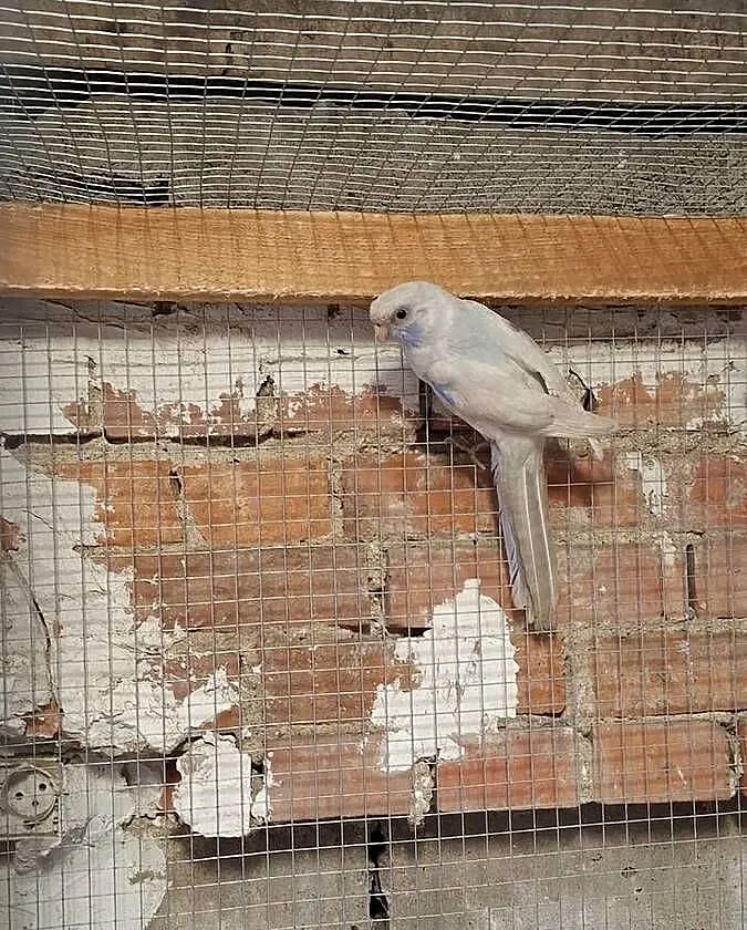 Rozella królewska samiec, Wielkopolskie, Lubiechowo