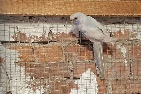 Rozella królewska samiec, Wielkopolskie, Lubiechowo