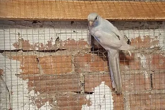 Rozella królewska samiec, Wielkopolskie, Lubiechowo