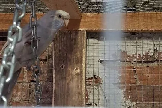 Rozella królewska samiec, Wielkopolskie, Lubiechowo
