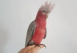 Papuga kakadu różowa młoda ręcznie karmiona, Dąbrowa Górnicza