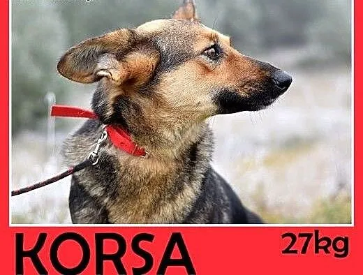 Mniejsza od owczarka,27kg,łagodna,tulaśna suczka K
