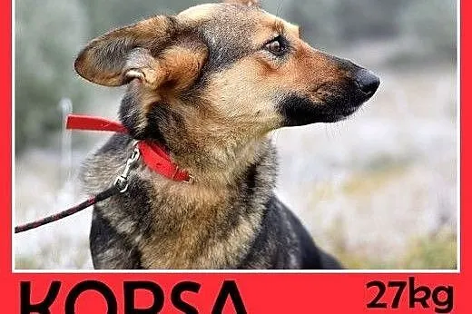 Mniejsza od owczarka,27kg,łagodna,tulaśna suczka K