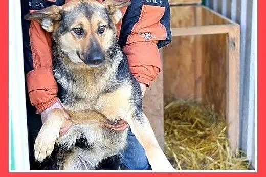 Mniejsza od owczarka,27kg,łagodna,tulaśna suczka K