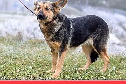 Mniejsza od owczarka,27kg,łagodna,tulaśna suczka K