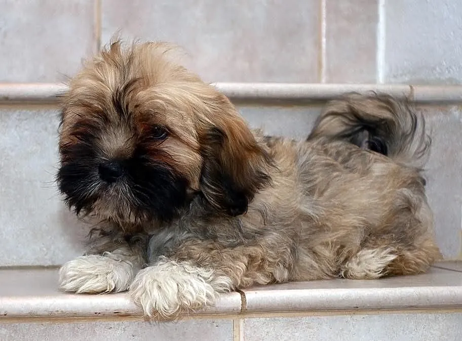 Lhasa Apso - ŚLICZNE szczeniaki