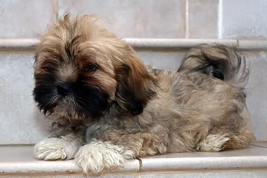 Lhasa Apso - ŚLICZNE szczeniaki