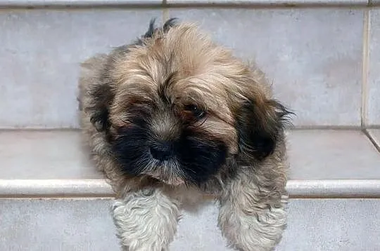 Lhasa Apso - ŚLICZNE szczeniaki