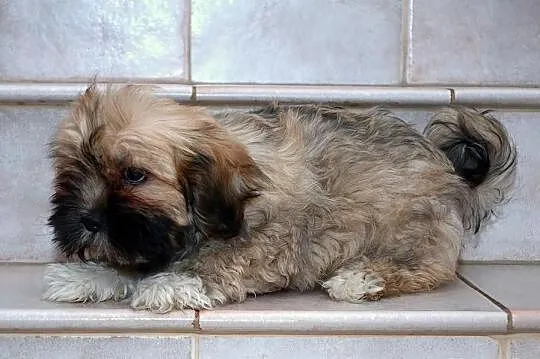Lhasa Apso - ŚLICZNE szczeniaki