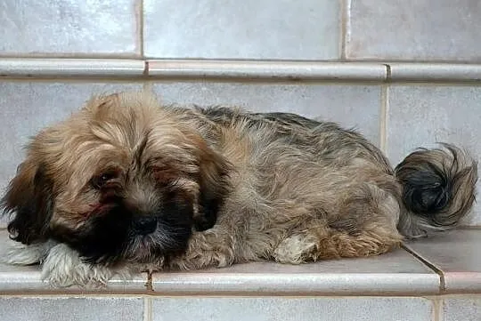Lhasa Apso - ŚLICZNE szczeniaki