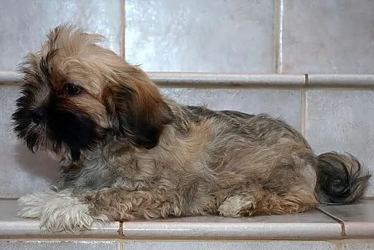 Lhasa Apso - ŚLICZNE szczeniaki