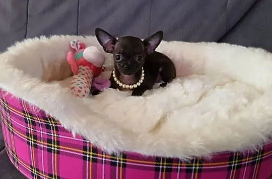 Chihuahua malutka czarna suczka