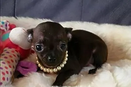 Chihuahua malutka czarna suczka, Śląskie, Częstochowa