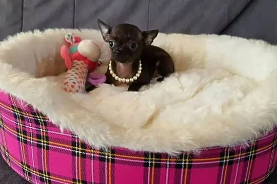 Chihuahua malutka czarna suczka, Śląskie, Częstochowa
