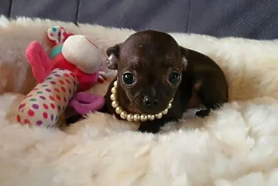 Chihuahua malutka czarna suczka, Śląskie, Częstochowa