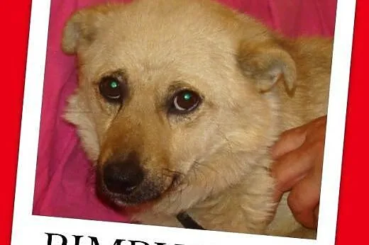 7 kg,nakolankowy,łagodny,przyjazny piesek PIMPUŚ.Adopcja,  dolnośląskie Wrocław