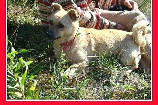 7 kg,nakolankowy,łagodny,przyjazny piesek PIMPUŚ.A