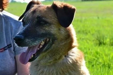 Kora już nie ma czasu-ma swoje latka, a jej schron