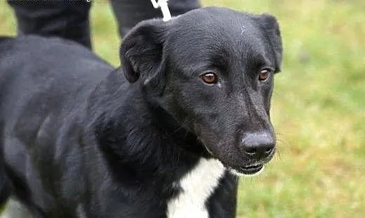 Diego w typie labradora szuka domu, Kundelki cała