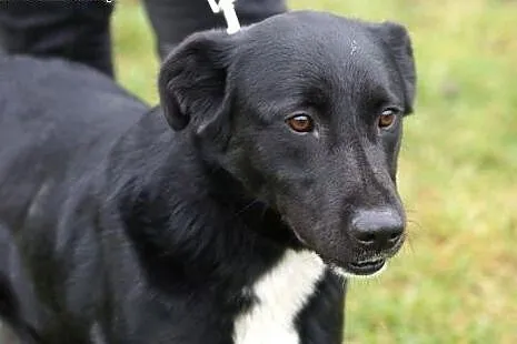 Diego w typie labradora szuka domu,  Kundelki cała