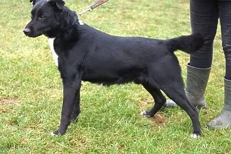 Diego w typie labradora szuka domu,  Kundelki cała