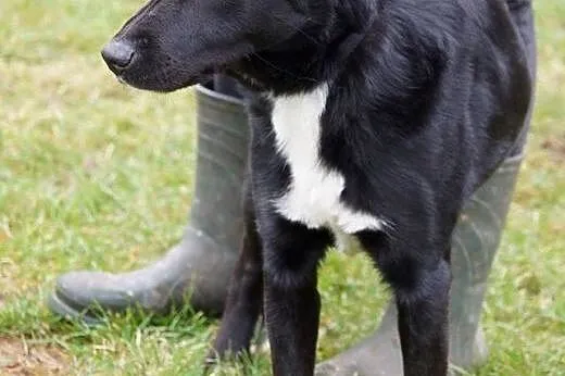 Diego w typie labradora szuka domu,  Kundelki cała