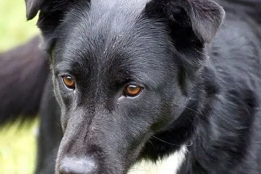 Diego w typie labradora szuka domu,  Kundelki cała